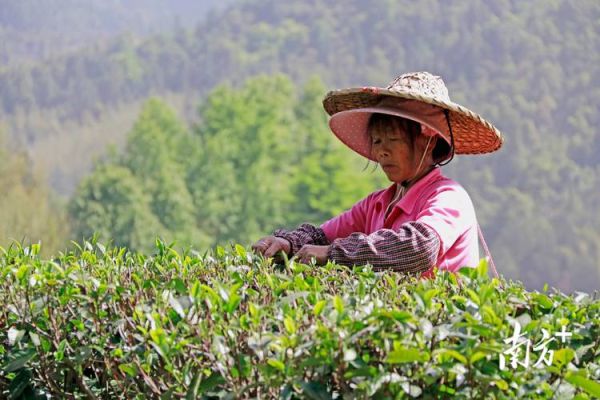 茶叶种植前景怎么样_茶叶种植赚钱吗