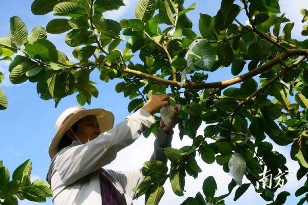 番石榴种植前景怎么样_番石榴种植赚钱吗
