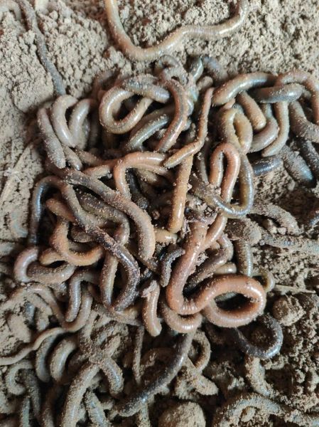 蚯蚓养殖赚钱吗_蚯蚓市场前景怎么样