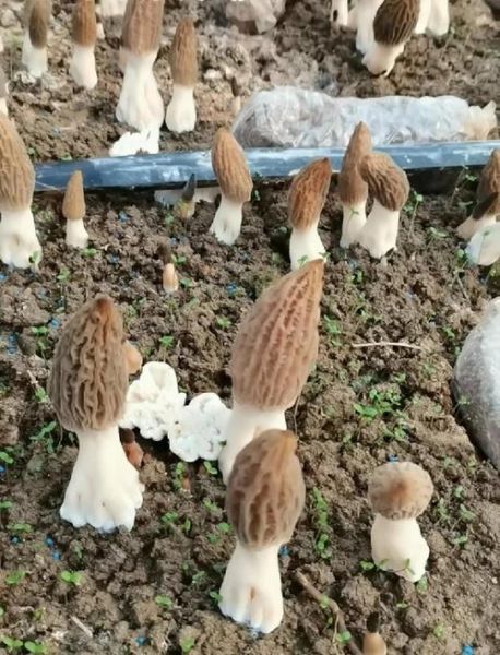 羊肚菌种植前景如何_羊肚菌种植赚钱吗