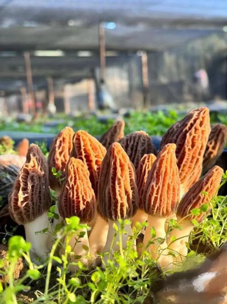 羊肚菌种植前景如何_羊肚菌种植赚钱吗