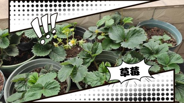 草莓种植赚钱吗_2024草莓市场前景如何