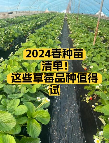 草莓种植赚钱吗_2024草莓市场前景如何