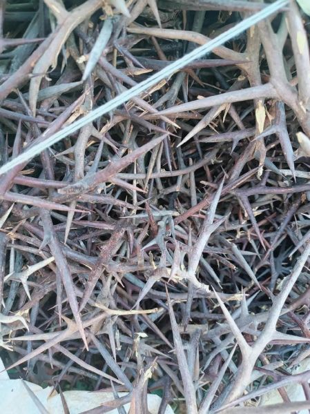 皂角刺多少钱一斤_皂角刺种植前景怎么样