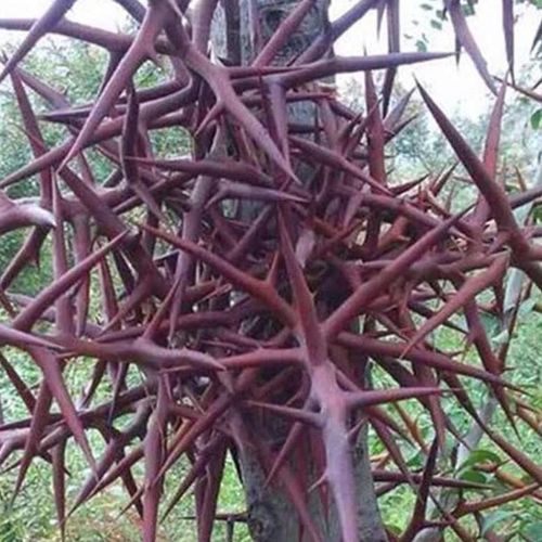 皂角刺多少钱一斤_皂角刺种植前景怎么样