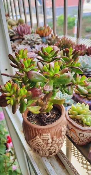 多肉植物怎么赚钱_多肉电商创业靠谱吗