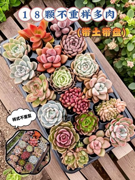 多肉植物怎么赚钱_多肉电商创业靠谱吗