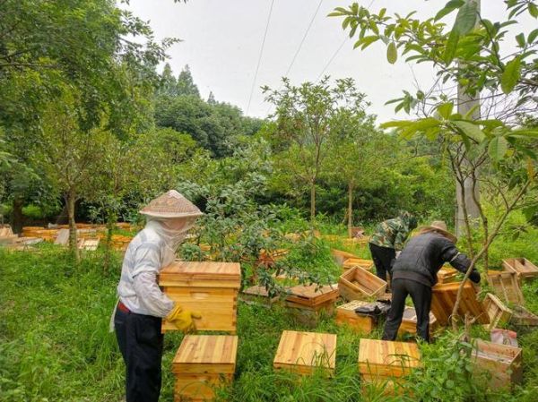 蜜蜂养殖前景怎么样_2024年养蜂赚钱吗