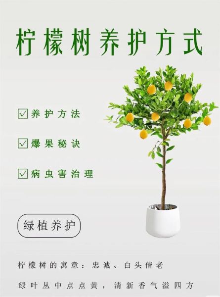 柠檬行业前景如何_柠檬种植赚钱吗