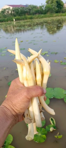 藕的市场前景怎么样_2024年种藕赚钱吗
