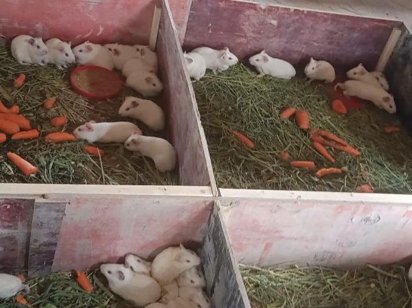 豚鼠养殖前景怎么样_2024年还能赚钱吗