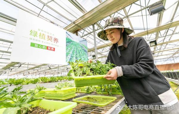 蔬菜行业前景怎么样_蔬菜种植赚钱吗