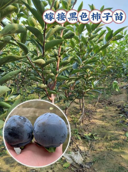 黑柿子种植前景如何_黑柿子亩收益多少钱