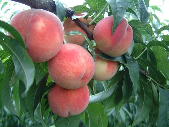 2016年桃树价格走势_2016种桃赚钱吗