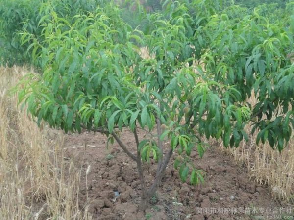 2016年桃树价格走势_2016种桃赚钱吗