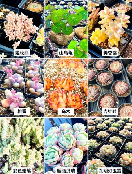 多肉植物市场前景如何_新手养多肉赚钱吗