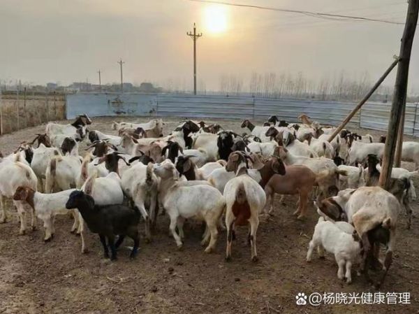 养羊前景怎么样_养羊赚钱吗