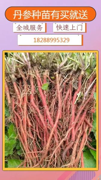 丹参价格走势_丹参种植前景怎么样