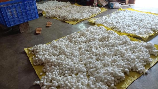 蚕茧价格走势_蚕茧养殖赚钱吗