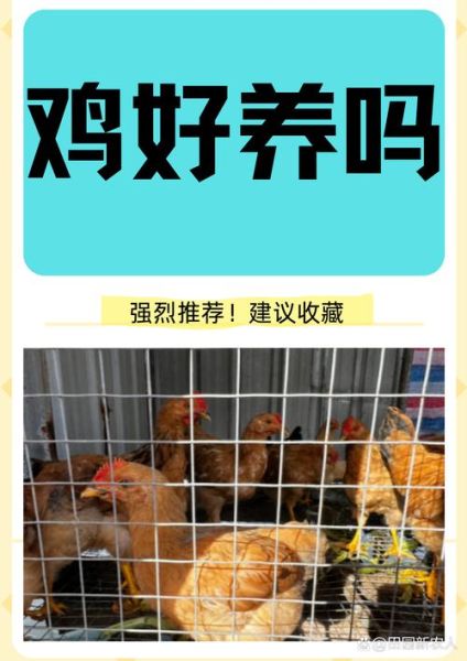 养鸡赚钱吗_2024年养鸡前景怎么样