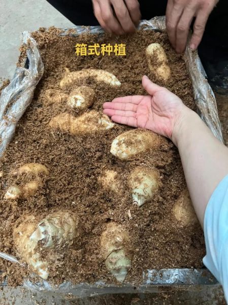 天麻种植前景怎么样_天麻价格走势如何