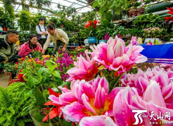 花卉行业发展前景怎么样_2024年花卉种植赚钱吗