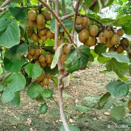 猕猴桃种植前景怎么样_猕猴桃市场潜力有多大