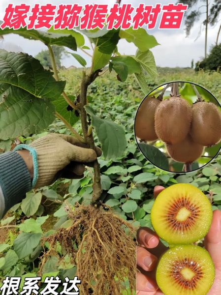 猕猴桃种植前景怎么样_猕猴桃市场潜力有多大
