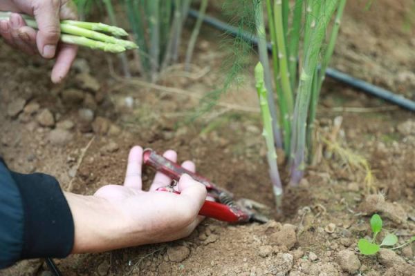 芦笋种植前景如何_芦笋市场未来五年走势