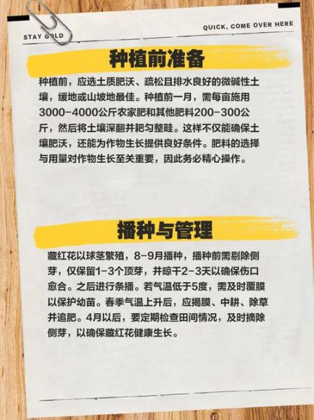 藏红花种植前景怎么样_藏红花一亩利润多少