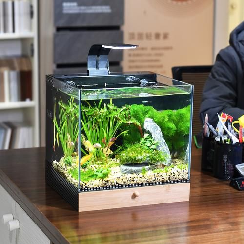 生态鱼缸前景怎么样_生态鱼缸值得投资吗
