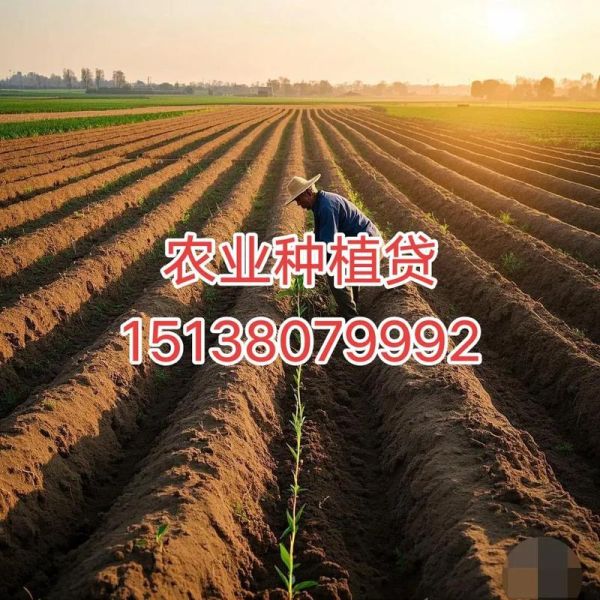 山药种植前景怎么样_2024年山药价格会涨吗