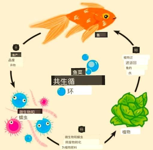 鱼菜共生赚钱吗_2016年鱼菜共生前景