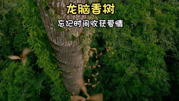 种龙脑前景怎么样_种龙脑赚钱吗
