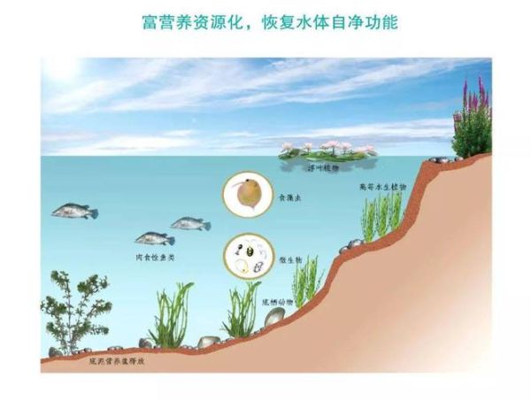 水生态修复技术有哪些_未来水生态前景如何