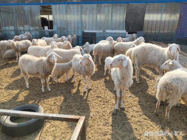羊肉市场前景怎么样_2024年养羊赚钱吗