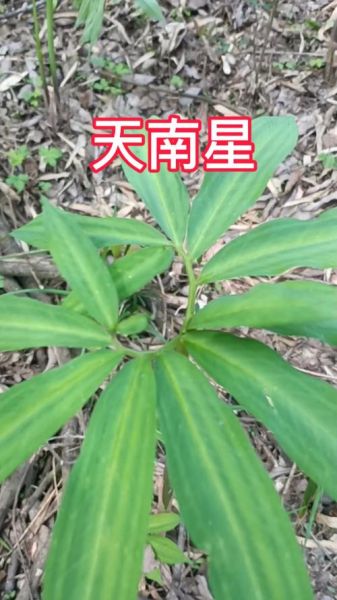 天南星种植前景如何_天南星价格走势分析