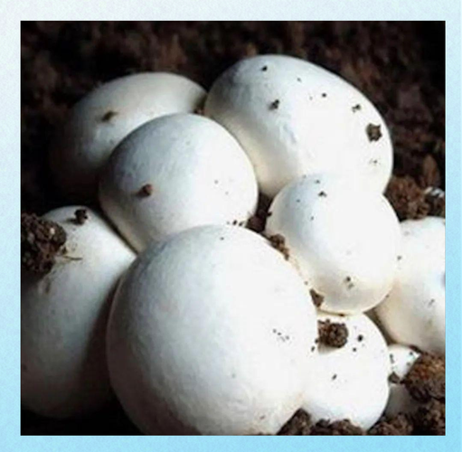 双孢菇种植前景怎么样_双孢菇市场利润大吗