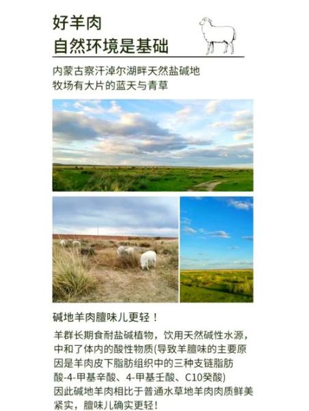 羊肉价格为什么涨_如何挑选优质羊肉