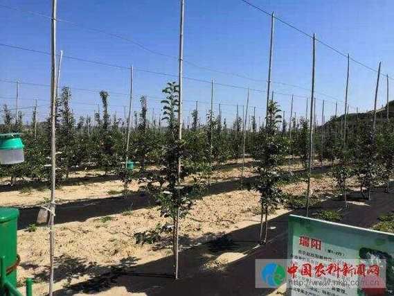 苹果产业前景如何_苹果种植赚钱吗