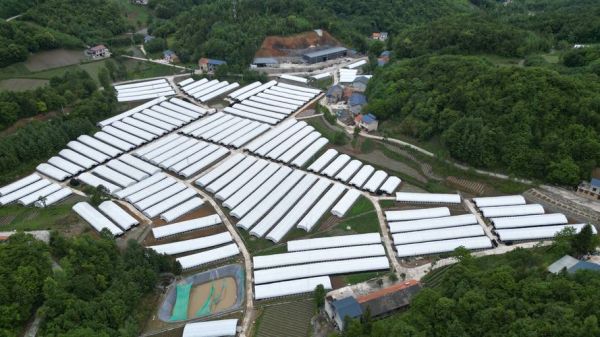 平菇前景怎么样_2016到2020年种植利润如何