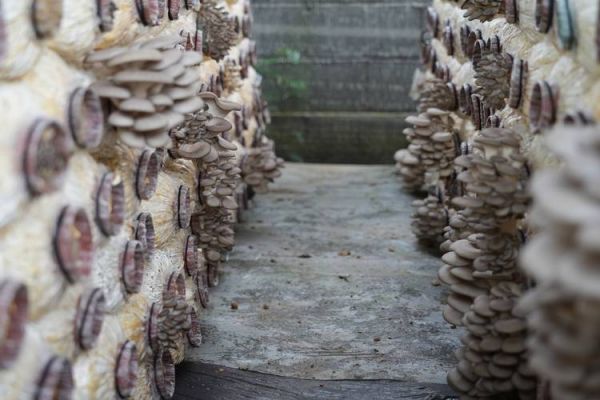 平菇前景怎么样_2016到2020年种植利润如何