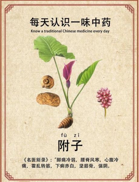 附子有毒吗_附子功效与作用禁忌