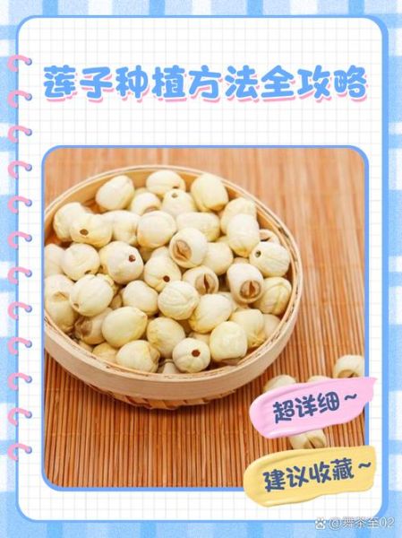 莲子种植前景怎么样_莲子加工利润高吗
