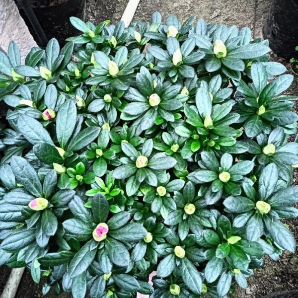 杜鹃好养吗_杜鹃花市场前景如何