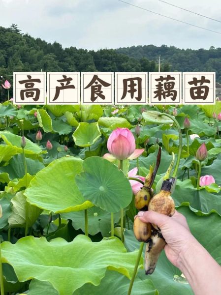 莲藕种植前景怎么样_莲藕市场销路好吗