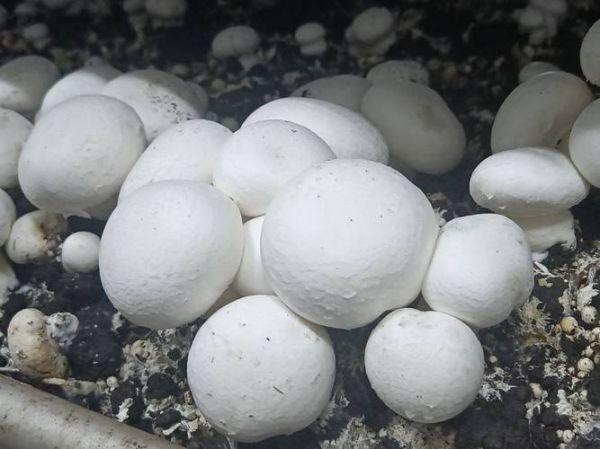 双孢菇种植前景怎么样_双孢菇市场利润高吗