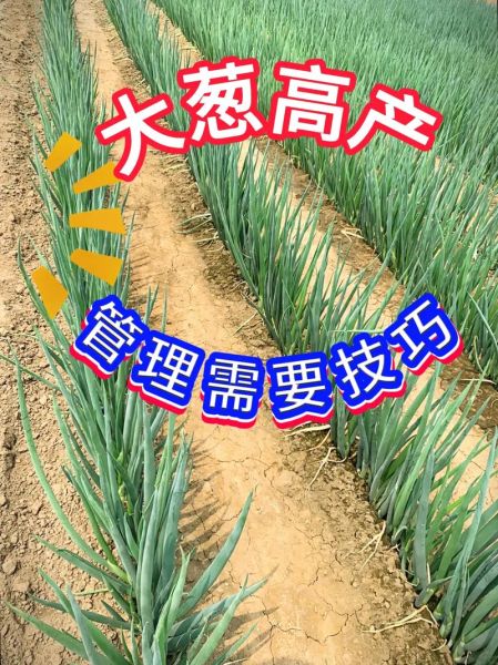 大葱种植前景如何_大葱市场销路好吗