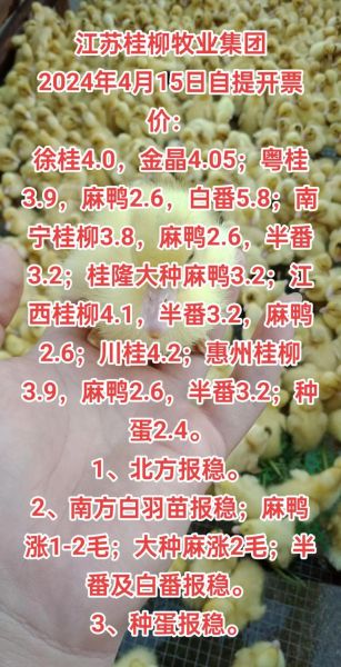 肉鸭养殖赚钱吗_2024年肉鸭市场前景分析