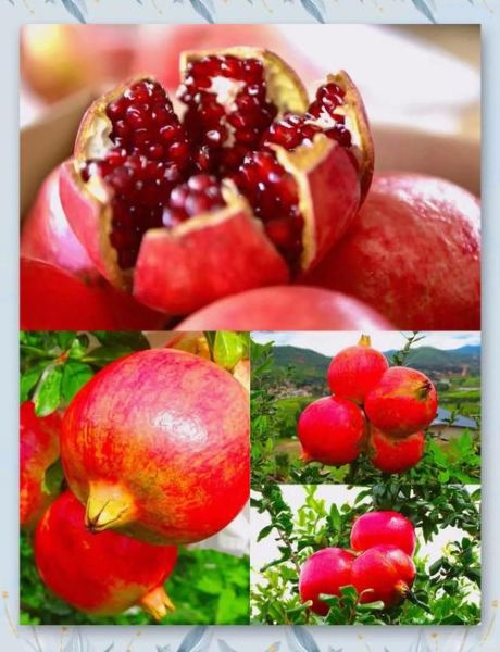 石榴种植前景怎么样_石榴市场销路好吗